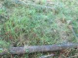 image of grave number 573503